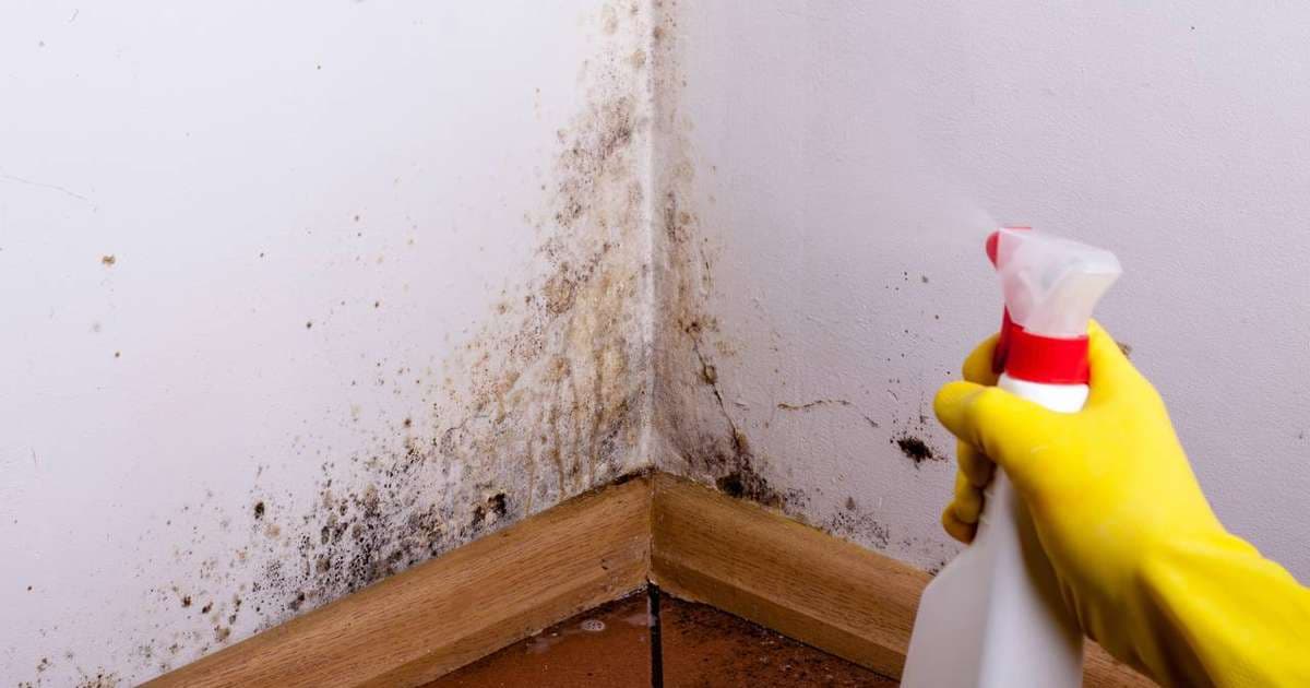 Mofo em casa: problema que atinge famílias trabalhadoras