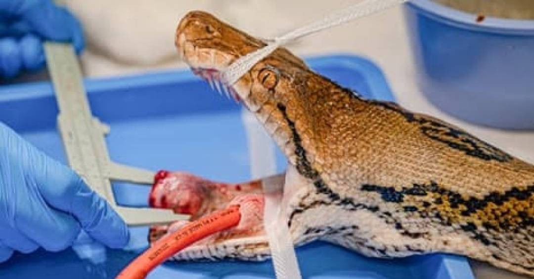 Píton de 23 anos vence câncer com tratamento pioneiro e emociona veterinários